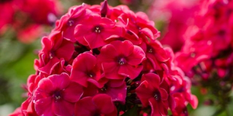 Kako ukorijeniti floks reznicama: pojmovi, pravila, metode